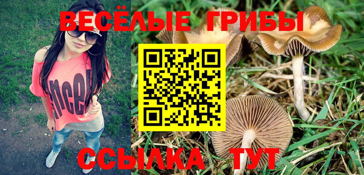Ярославль  Галлюциногенные грибы ЛСД  Галлюциногенные грибы Psilocybine cubensis  Вход с VPN 